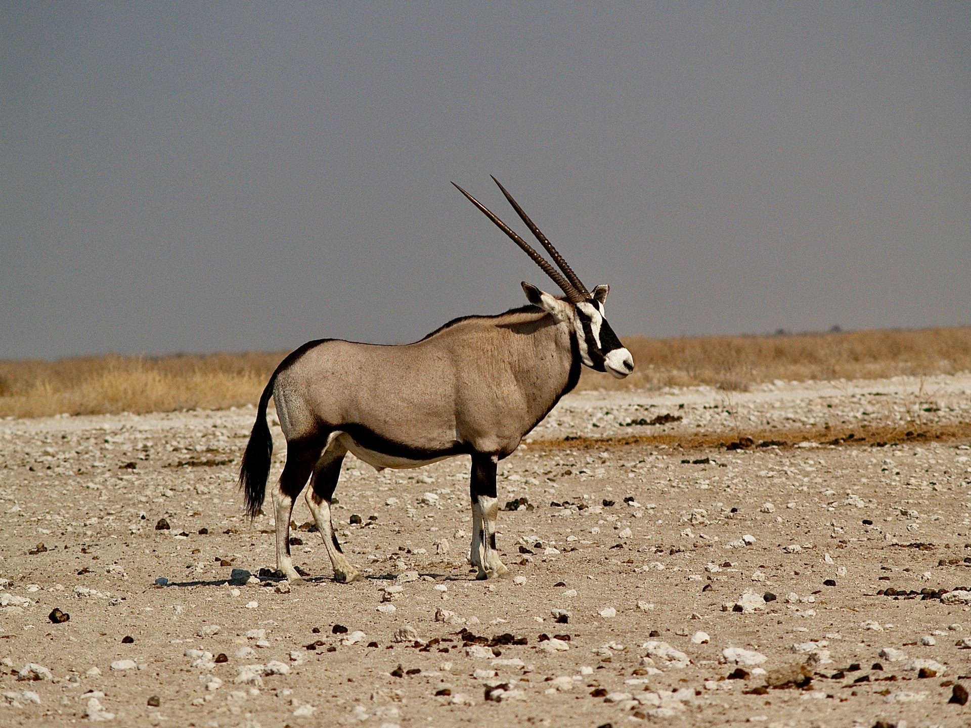 Oryx in Etosha National Park